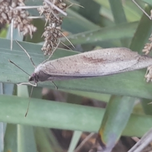 Heteronympha merope at Australian National University - 18 Jan 2024