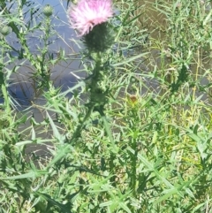 Cirsium vulgare (Spear Thistle) at Sullivans Creek, Acton - 18 Jan 2024 by VanceLawrence