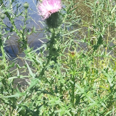 Cirsium vulgare (Spear Thistle) at Sullivans Creek, Acton - 18 Jan 2024 by VanceLawrence