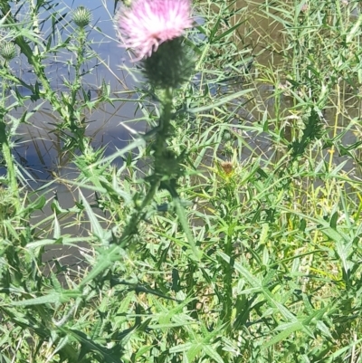 Cirsium vulgare (Spear Thistle) at ANU Dickson Precinct - 18 Jan 2024 by VanceLawrence