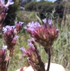 Verbena incompta (Purpletop) at ANU Dickson Precinct - 18 Jan 2024 by VanceLawrence