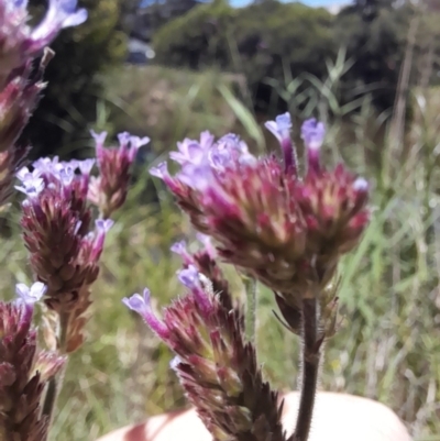 Verbena incompta (Purpletop) at Acton, ACT - 18 Jan 2024 by VanceLawrence