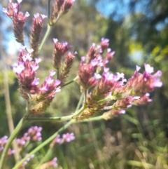 Verbena incompta at Australian National University - 18 Jan 2024