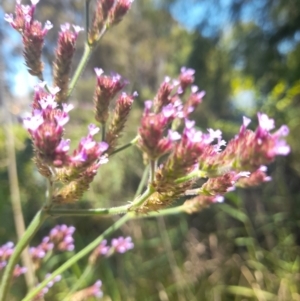 Verbena incompta at Australian National University - 18 Jan 2024