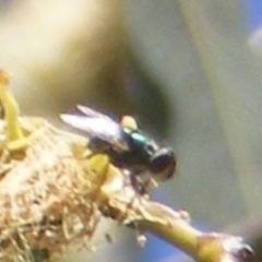 Calliphoridae (family) (Unidentified blowfly) at Barton, ACT - 18 Jan 2024 by MichaelMulvaney