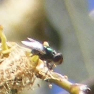 Calliphoridae (family) (Unidentified blowfly) at Barton, ACT - 18 Jan 2024 by MichaelMulvaney