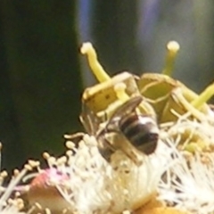 Lipotriches sp. (genus) (Halictid bee) at Barton, ACT - 18 Jan 2024 by MichaelMulvaney