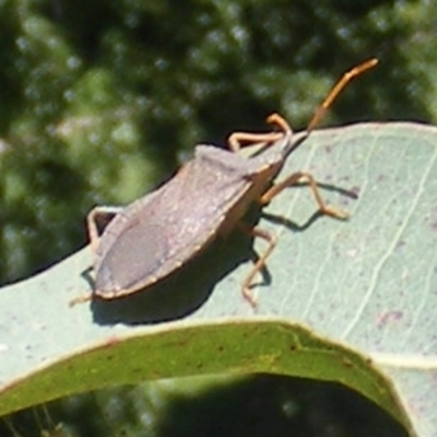 Amorbus sp. (genus) (Eucalyptus Tip bug) at Barton, ACT - 18 Jan 2024 by MichaelMulvaney