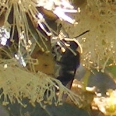 Apiformes (informal group) (Unidentified bee) at Telopea Park (TEL) - 18 Jan 2024 by MichaelMulvaney