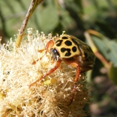 Neorrhina punctatum (Spotted flower chafer) at Barton, ACT - 18 Jan 2024 by MichaelMulvaney