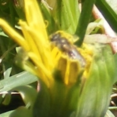 Lasioglossum (Chilalictus) sp. (genus & subgenus) at Barton, ACT - 18 Jan 2024 by MichaelMulvaney