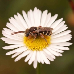 Lipotriches (Austronomia) phanerura (Halictid Bee) at Turner, ACT - 24 Nov 2023 by ConBoekel