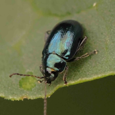 Arsipoda sp. (genus) (A flea beetle) at Turner, ACT - 24 Nov 2023 by ConBoekel