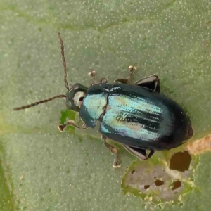 Arsipoda sp. (genus) at Turner, ACT - 24 Nov 2023