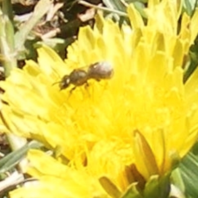 Lasioglossum (Chilalictus) sp. (genus & subgenus) (Halictid bee) at Telopea Park (TEL) - 18 Jan 2024 by MichaelMulvaney