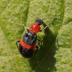 Dicranolaius bellulus at Turner, ACT - 25 Nov 2023