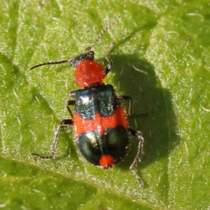 Dicranolaius bellulus at Turner, ACT - 25 Nov 2023 02:36 PM