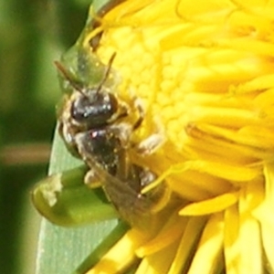 Lasioglossum (Chilalictus) sp. (genus & subgenus) at Telopea Park (TEL) - 18 Jan 2024