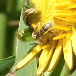 Lasioglossum (Chilalictus) sp. (genus & subgenus) at Telopea Park (TEL) - 18 Jan 2024