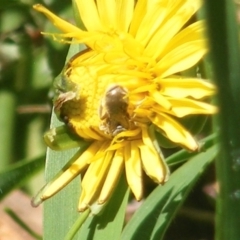 Lasioglossum (Chilalictus) sp. (genus & subgenus) at Telopea Park (TEL) - 18 Jan 2024