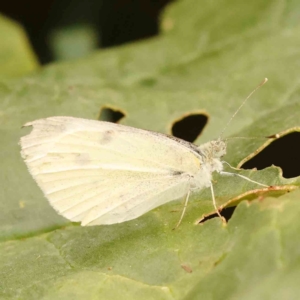 Pieris rapae at Turner, ACT - 24 Nov 2023 02:32 PM