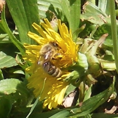 Apis mellifera (European honey bee) at Barton, ACT - 18 Jan 2024 by MichaelMulvaney