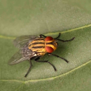 Sarcophaga sp. (genus) at Turner, ACT - 24 Nov 2023