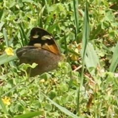 Heteronympha merope (Common Brown Butterfly) at Barton, ACT - 18 Jan 2024 by MichaelMulvaney