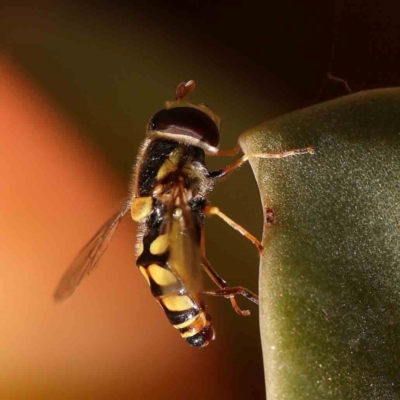 Simosyrphus grandicornis (Common hover fly) at Turner, ACT - 25 Nov 2023 by ConBoekel