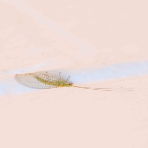 Mallada sp. (genus) at Turner, ACT - 25 Nov 2023