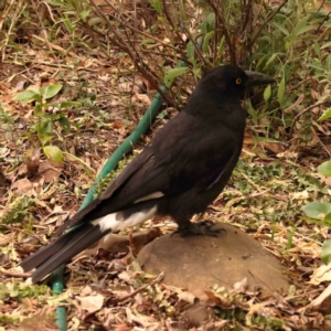 Strepera graculina at Turner, ACT - 24 Nov 2023