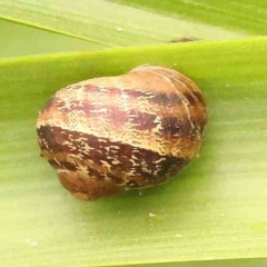 Cornu aspersum (Common Garden Snail) at Turner, ACT - 24 Nov 2023 by ConBoekel