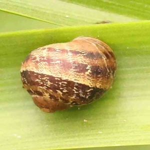 Cornu aspersum at Turner, ACT - 24 Nov 2023