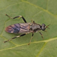 Exaireta spinigera (Garden Soldier Fly) at Turner, ACT - 24 Nov 2023 by ConBoekel