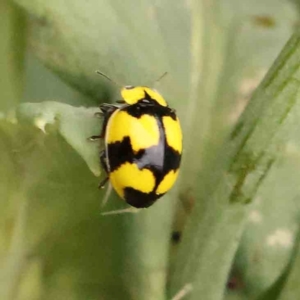 Illeis galbula at Turner, ACT - 24 Nov 2023 02:41 PM