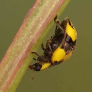 Illeis galbula at Turner, ACT - 24 Nov 2023 02:41 PM