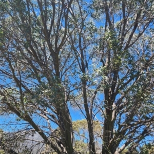 Eucalyptus stellulata at Yaouk, NSW - 18 Jan 2024