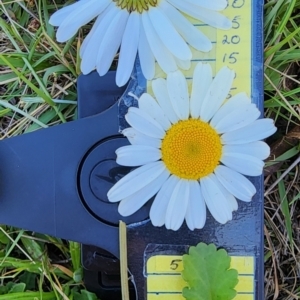 Leucanthemum vulgare at Yaouk, NSW - 18 Jan 2024