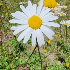 Leucanthemum vulgare at Yaouk, NSW - 18 Jan 2024