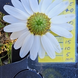 Leucanthemum vulgare at Yaouk, NSW - 18 Jan 2024