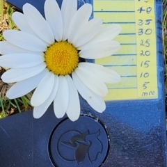 Leucanthemum vulgare at Yaouk, NSW - 18 Jan 2024