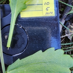 Leucanthemum vulgare at Yaouk, NSW - 18 Jan 2024