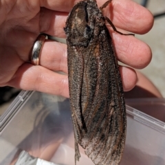Endoxyla lituratus (A Wattle Goat Moth) at Holder, ACT - 18 Jan 2024 by Miranda
