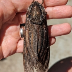 Endoxyla lituratus at Holder, ACT - 18 Jan 2024