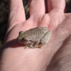 Litoria peronii at Woomargama, NSW - 10 Feb 2021 by Darcy