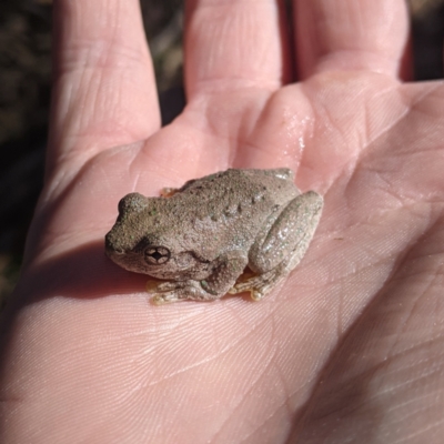 Unidentified Frog at Woomargama, NSW - 10 Feb 2021 by Darcy