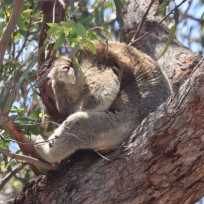 Phascolarctos cinereus (Koala) at Raymond Island, VIC - 31 Dec 2023 by HappyWanderer