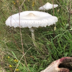 Macrolepiota dolichaula (Macrolepiota dolichaula) at Red Hill Nature Reserve - 16 Jan 2024 by Ratcliffe