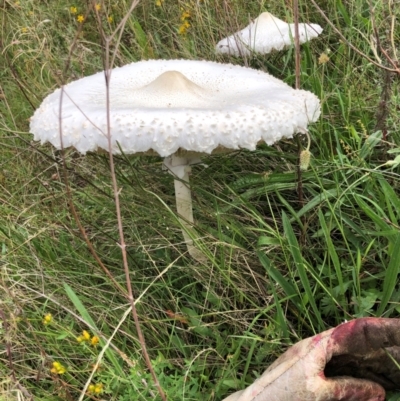 Macrolepiota dolichaula (Macrolepiota dolichaula) at Red Hill Nature Reserve - 16 Jan 2024 by Ratcliffe