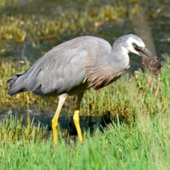 Egretta novaehollandiae (White-faced Heron) at Fyshwick, ACT - 17 Jan 2024 by Thurstan